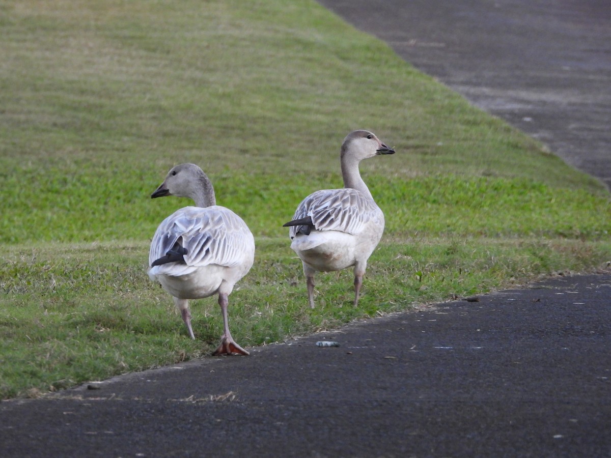 ハクガン - ML646827435