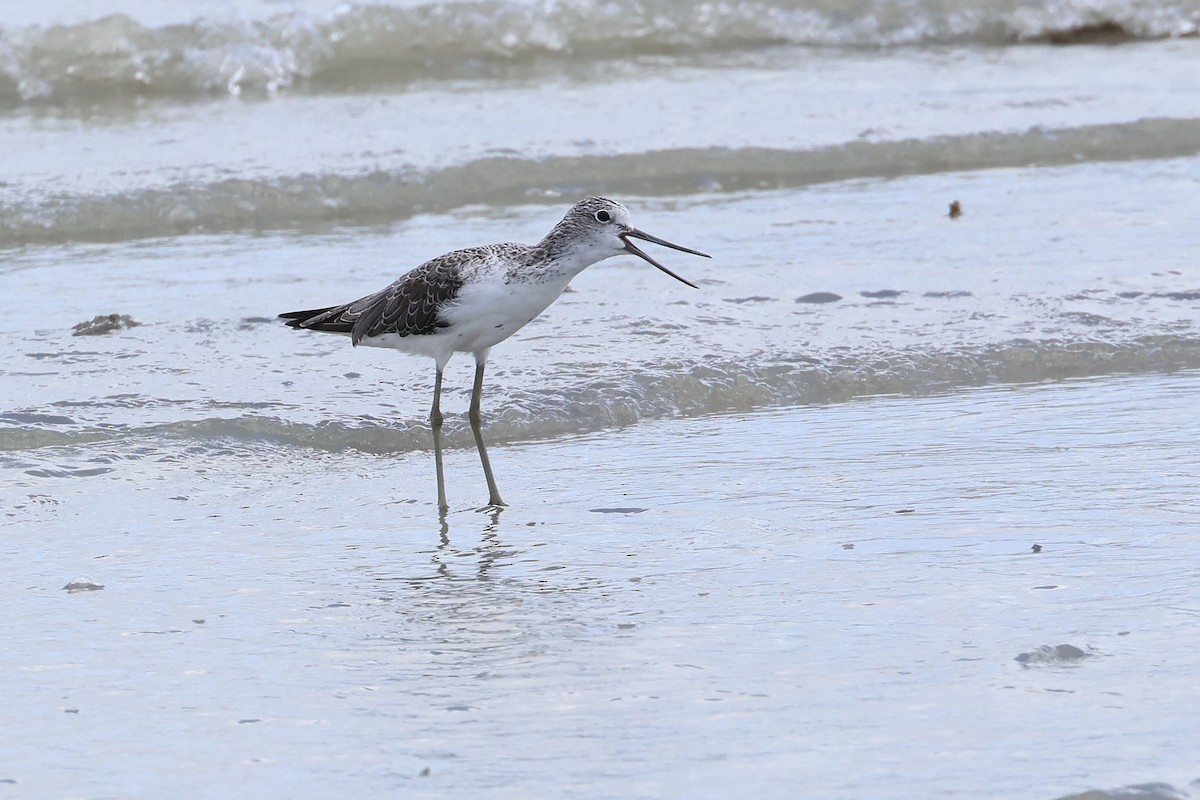 アオアシシギ - ML646827436