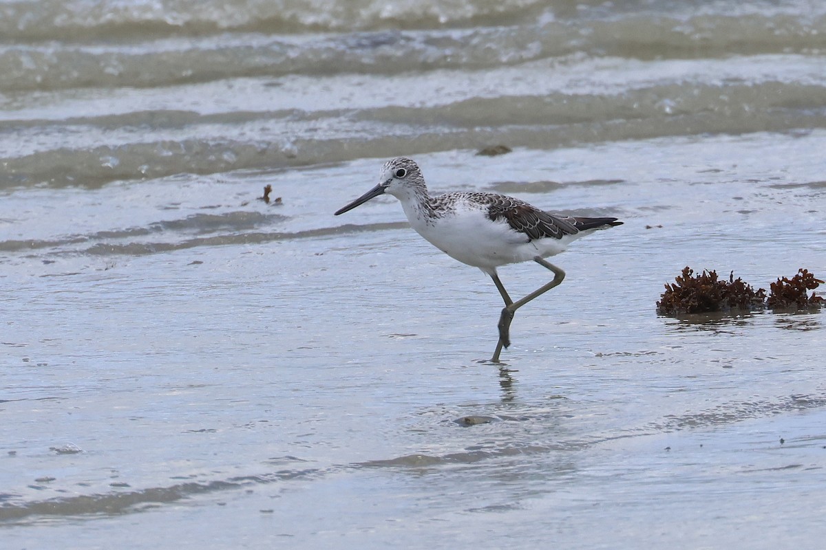 アオアシシギ - ML646827437