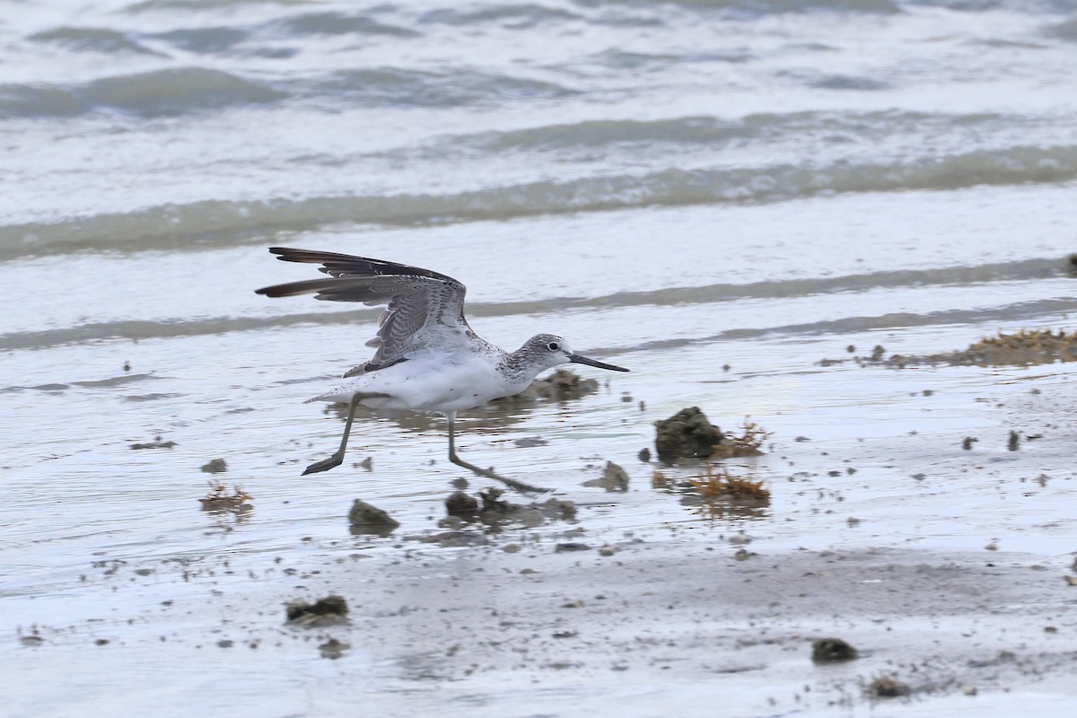 Common Greenshank - ML646827439