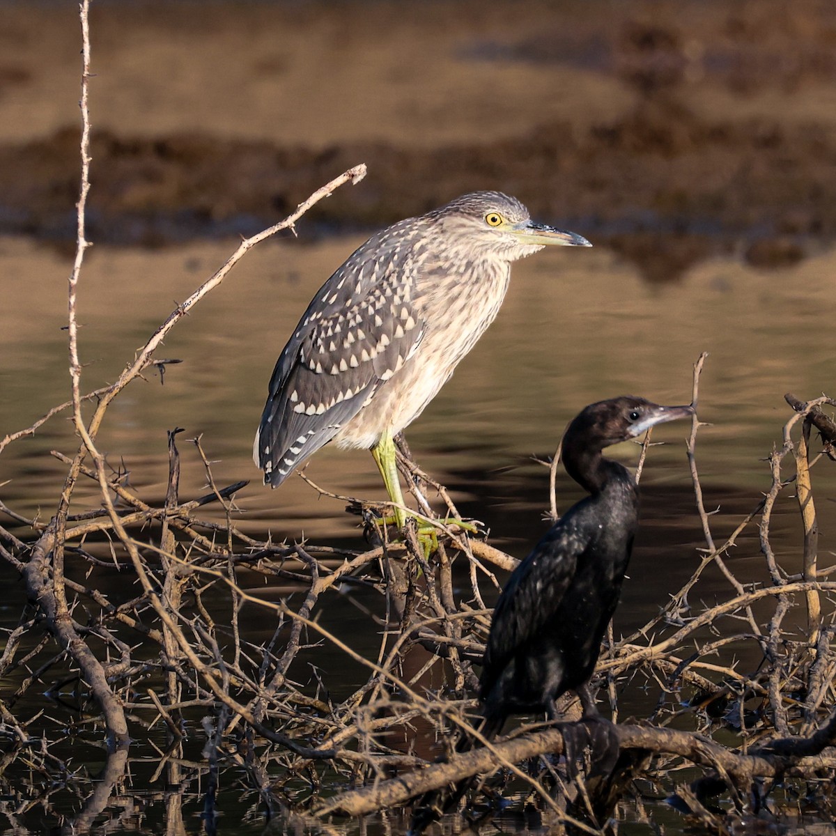 ゴイサギ - ML646827440