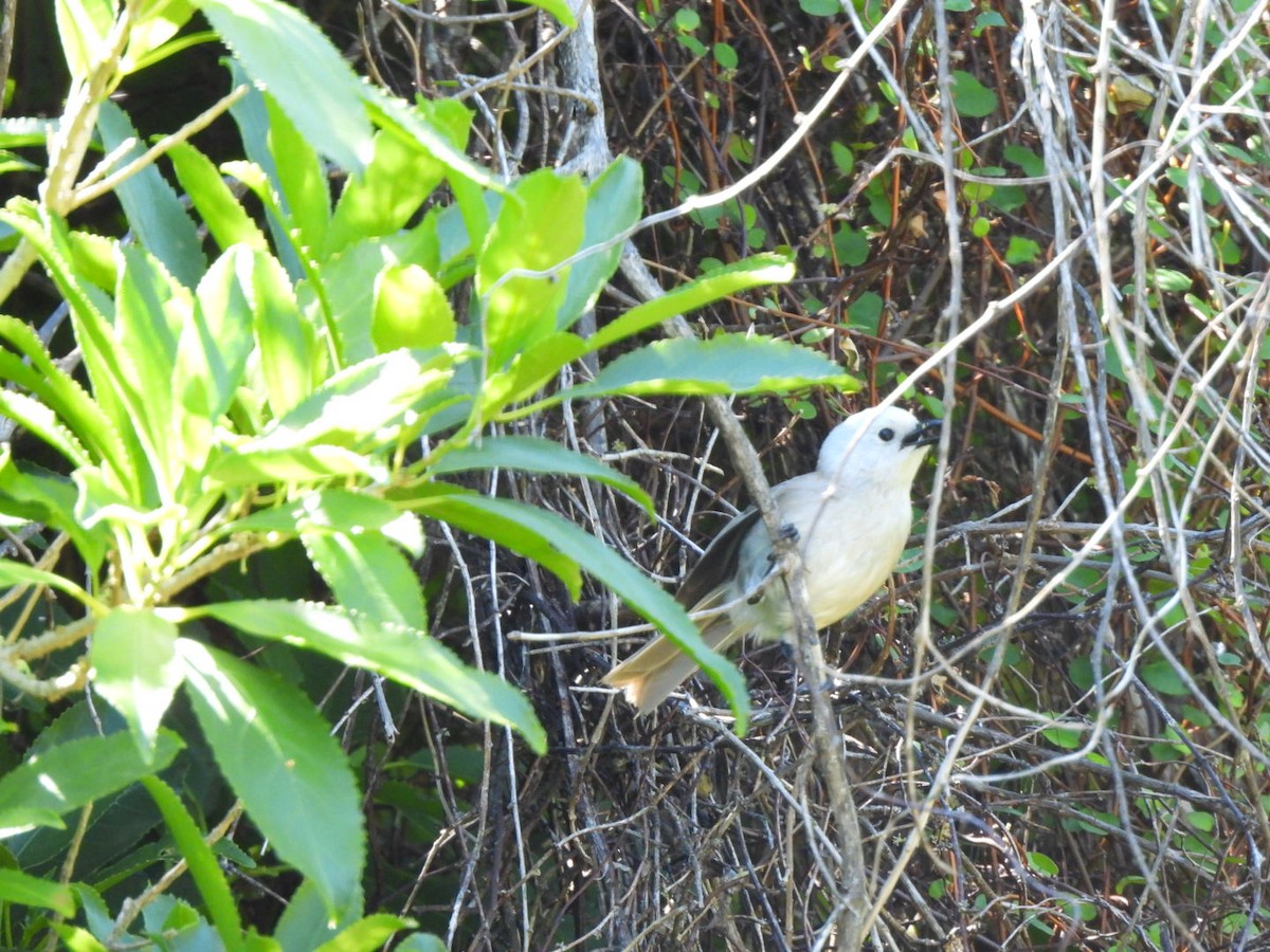 Whitehead - ML646827441