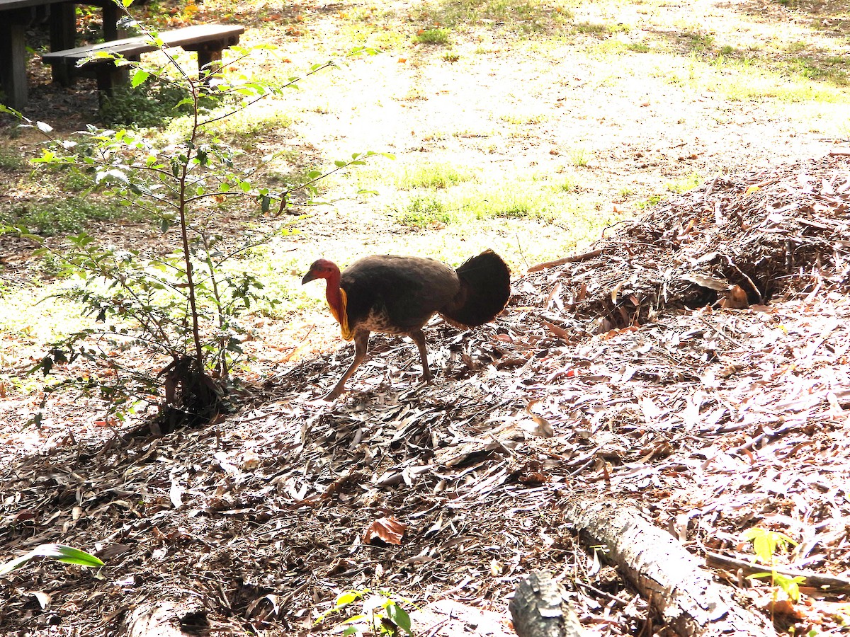 Talégalle de Latham - ML646827442