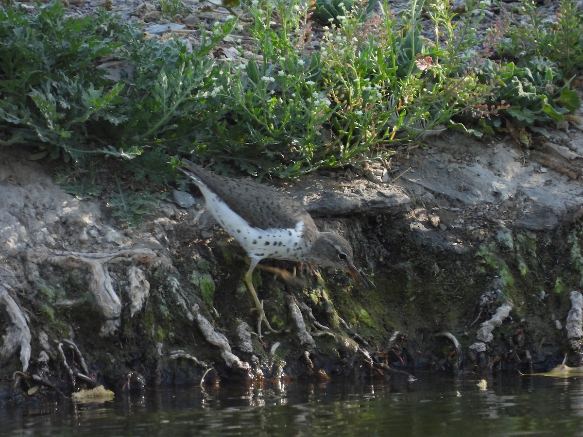 アメリカイソシギ - ML646827449