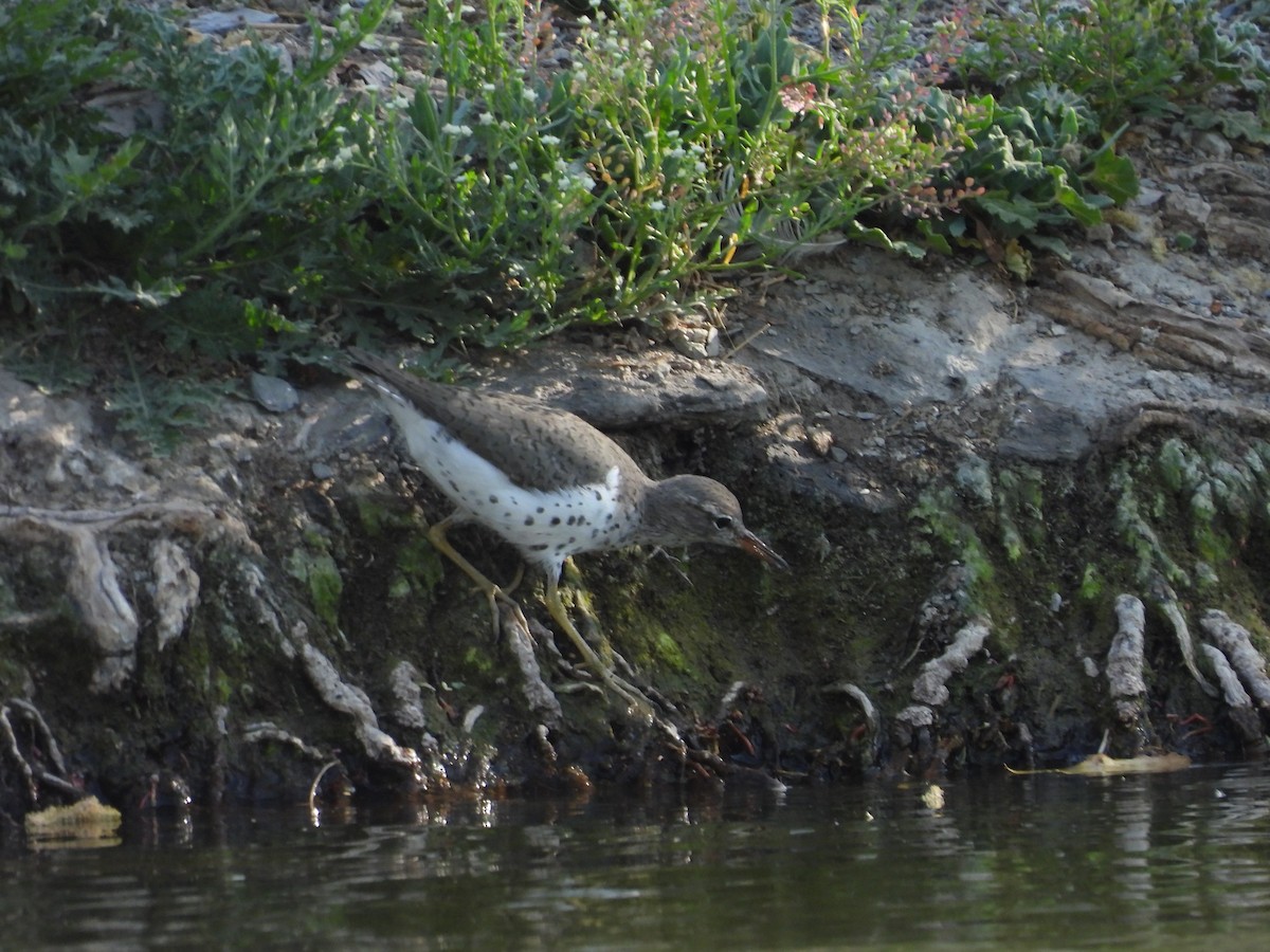 アメリカイソシギ - ML646827450