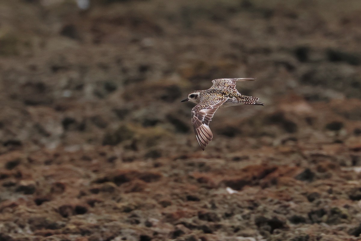 Pacific Golden-Plover - ML646827451