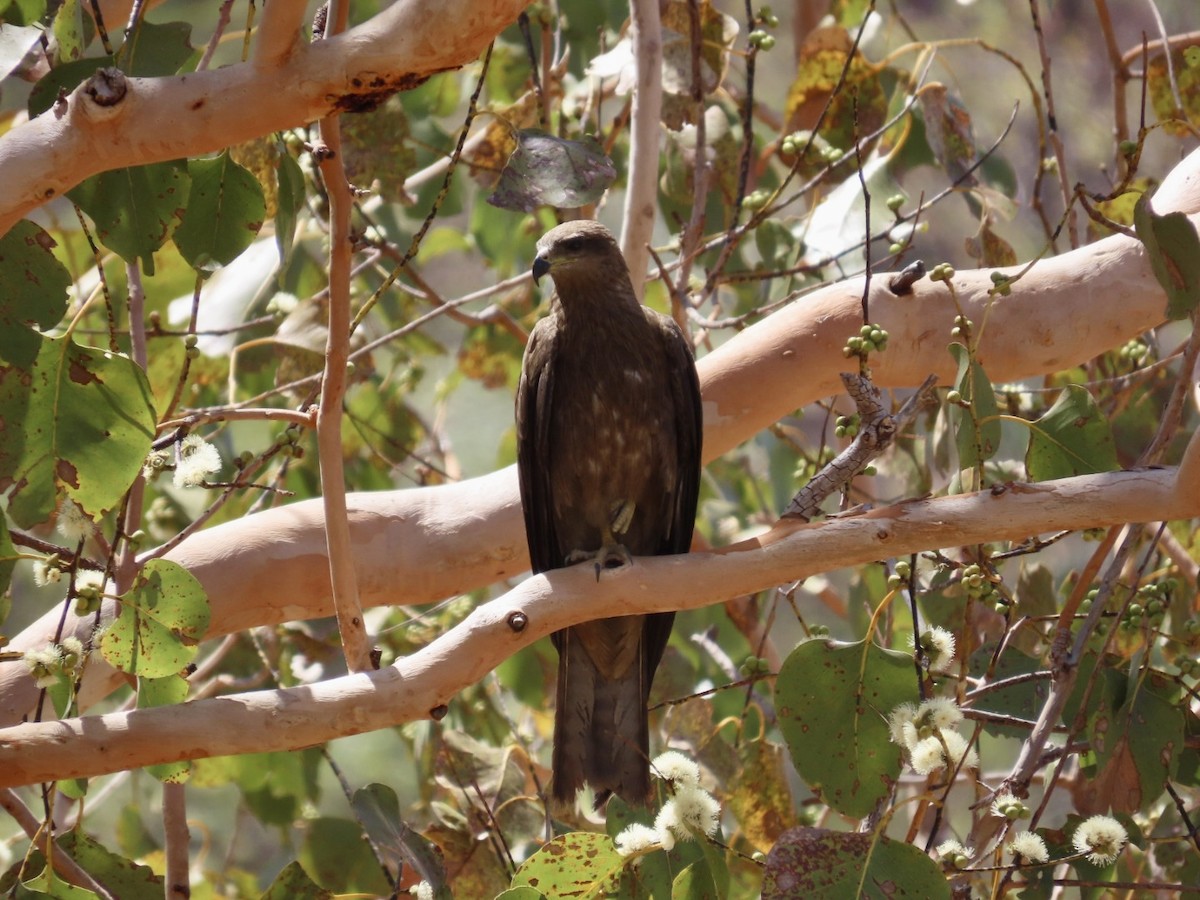 Сохор элээ - ML646827452