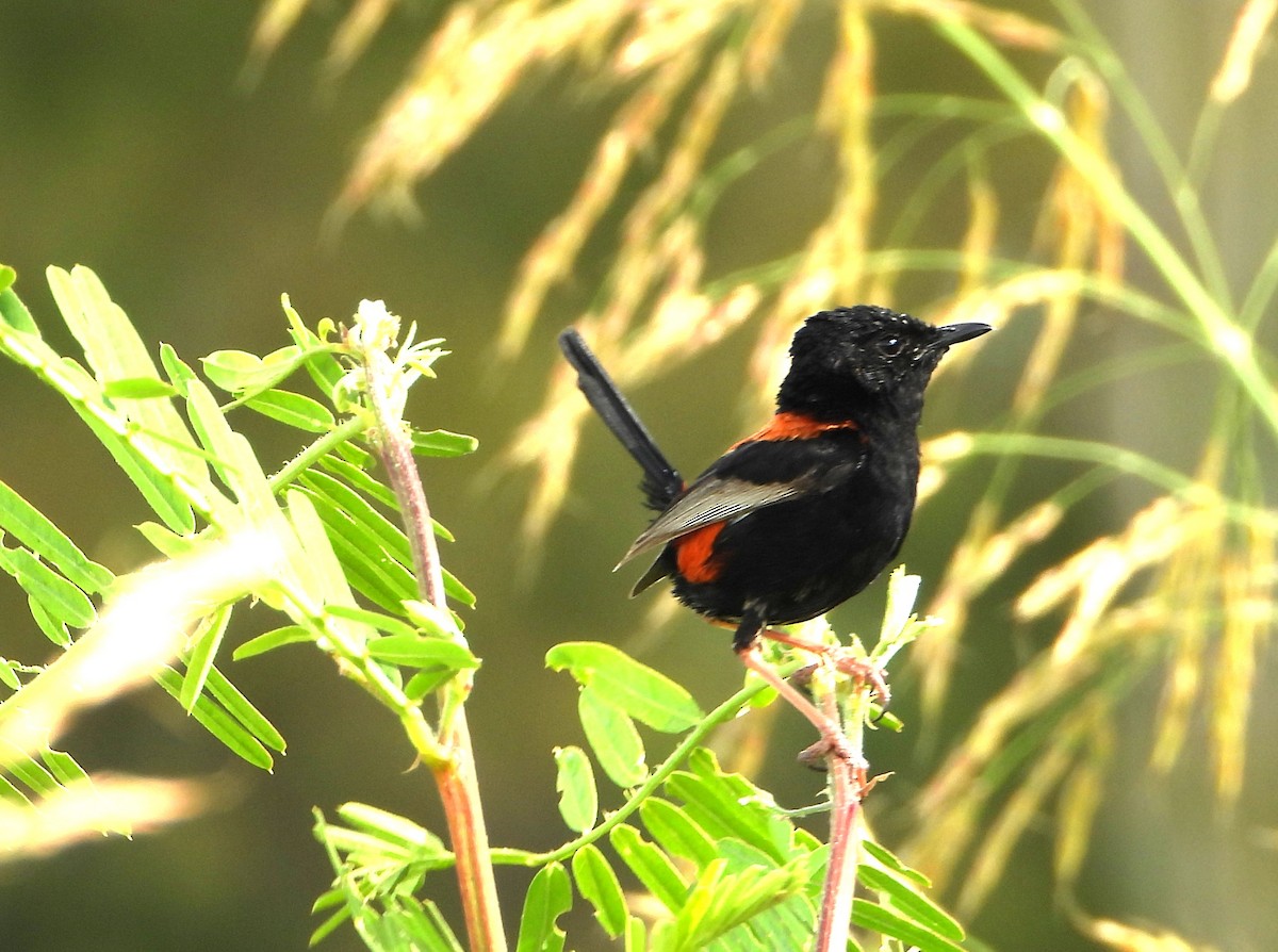 セアカオーストラリアムシクイ - ML646827453