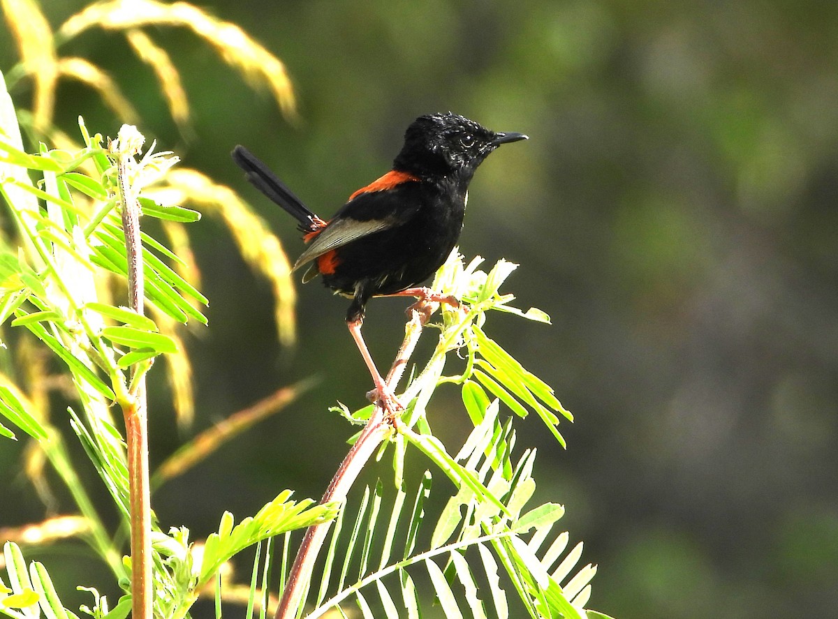 Mérion à dos rouge - ML646827454