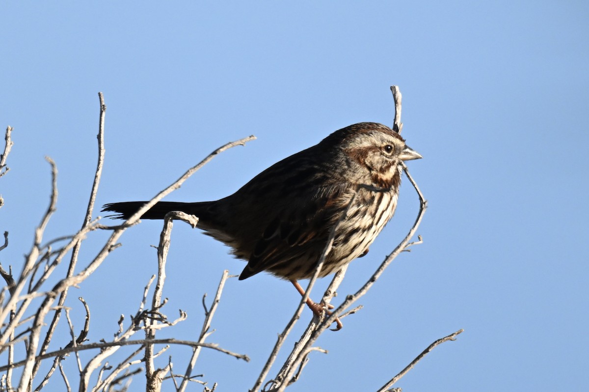 ウタスズメ - ML646827455