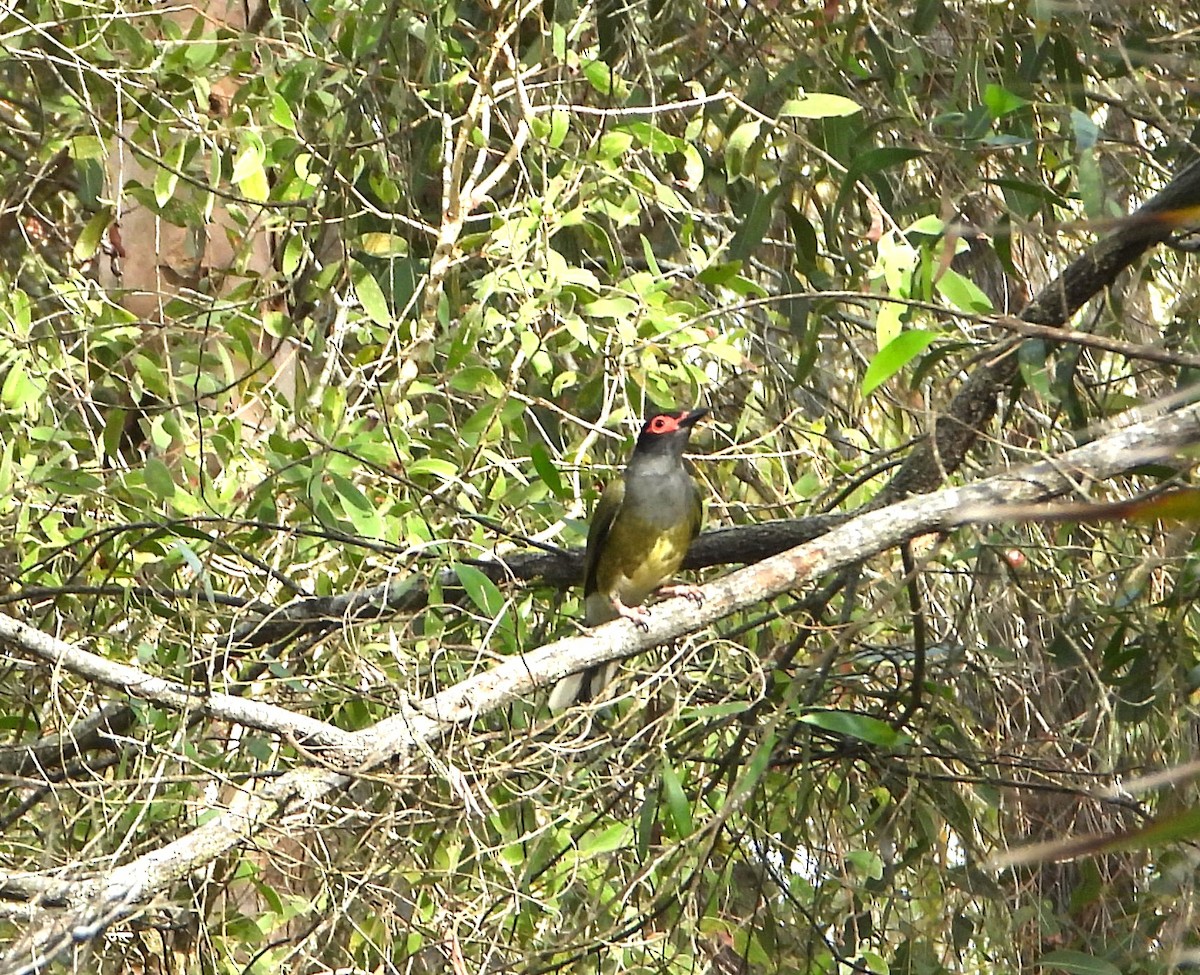 Sphécothère de Vieillot - ML646827458