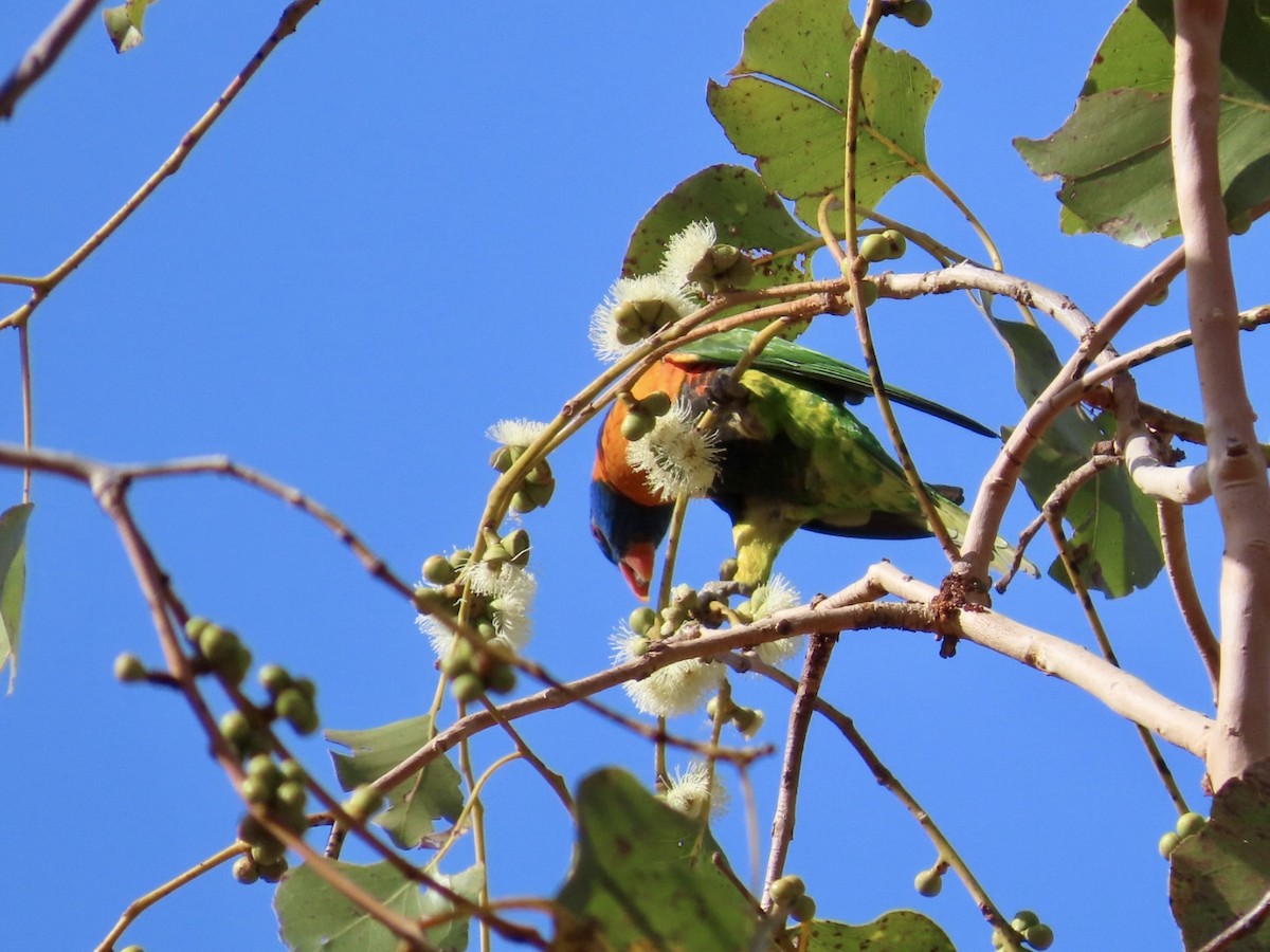 Red-collared Lorikeet - ML646827459