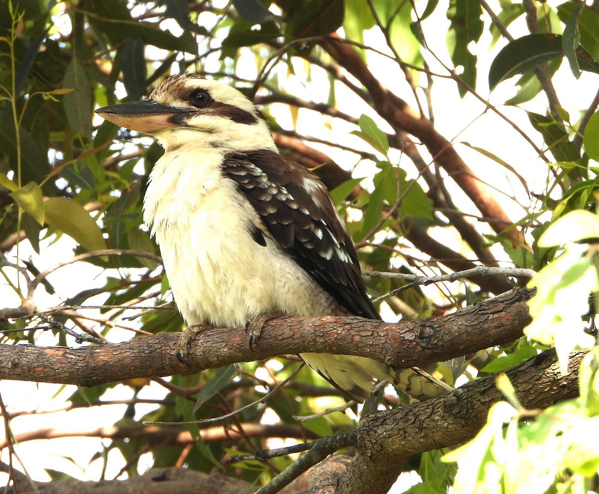 Martin-chasseur géant - ML646827460