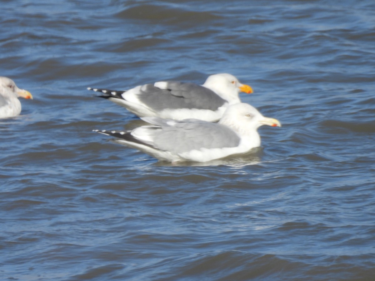 アメリカセグロカモメ - ML646827461