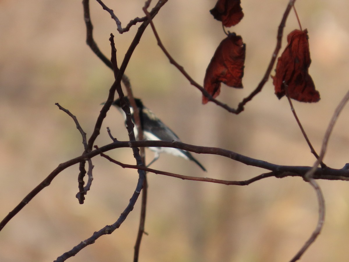 Banded Honeyeater - ML646827462
