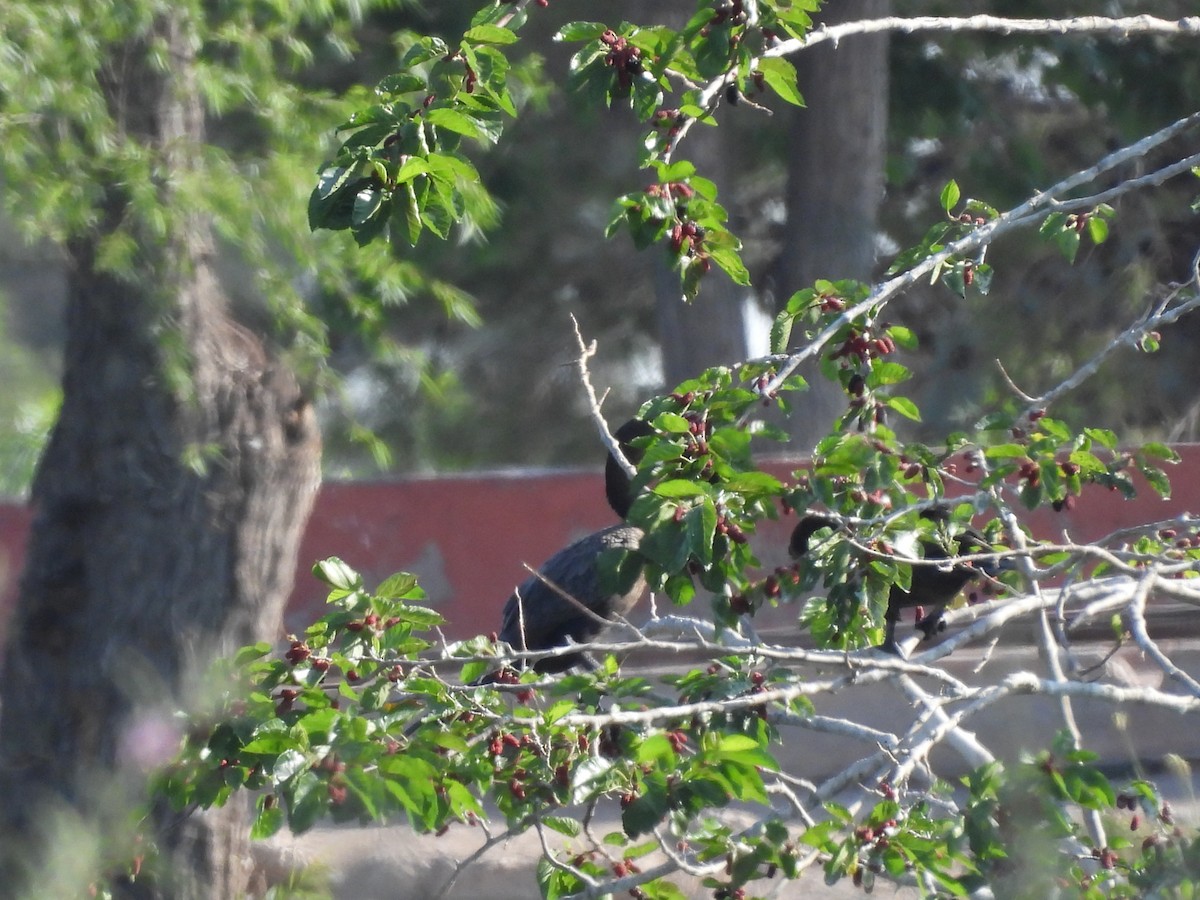 ナンベイヒメウ - ML646827463