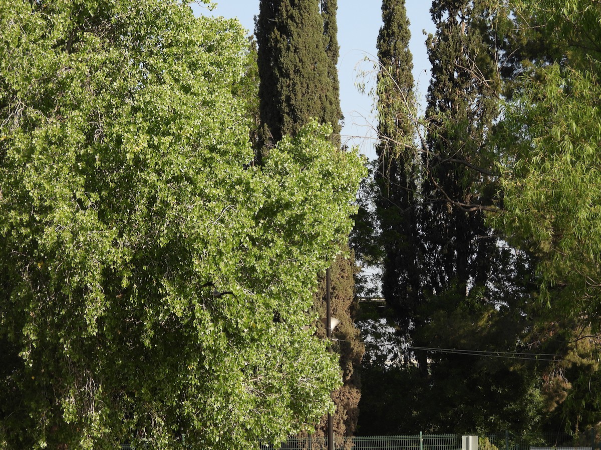 ナンベイヒメウ - ML646827464