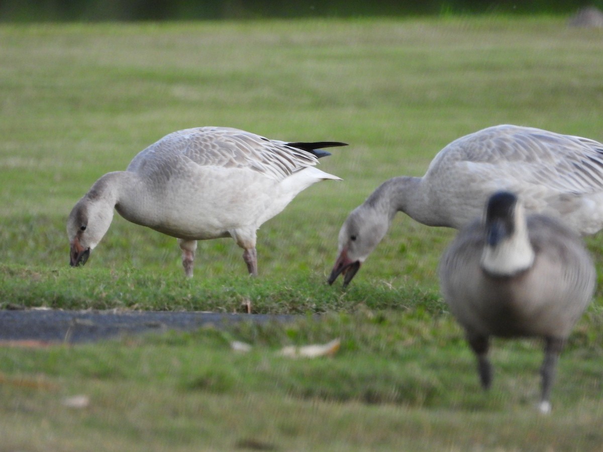 ハクガン - ML646827465