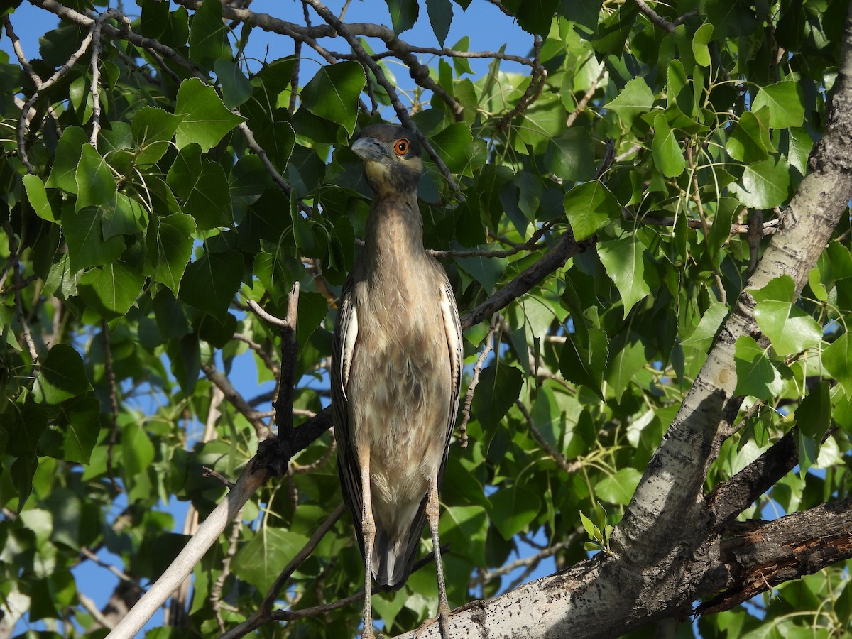 Sarı Tepeli Gece Balıkçılı - ML646827466