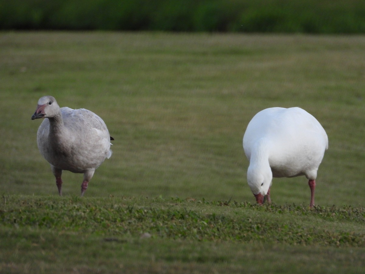 Oca delle nevi - ML646827468