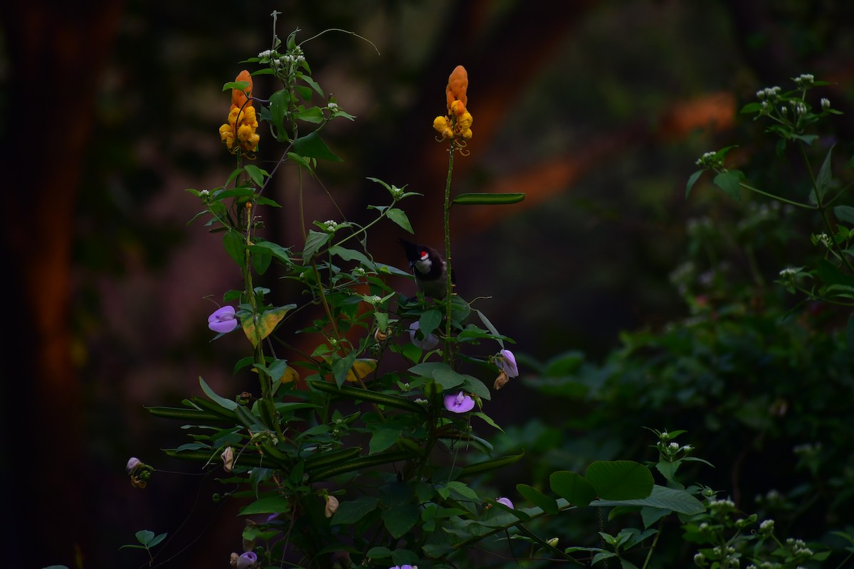 Red-whiskered Bulbul - ML646827469