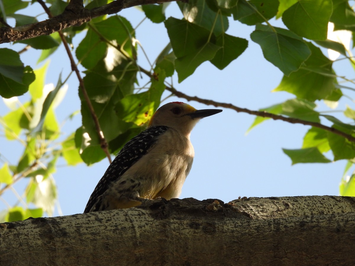 Golden-fronted Woodpecker - ML646827470