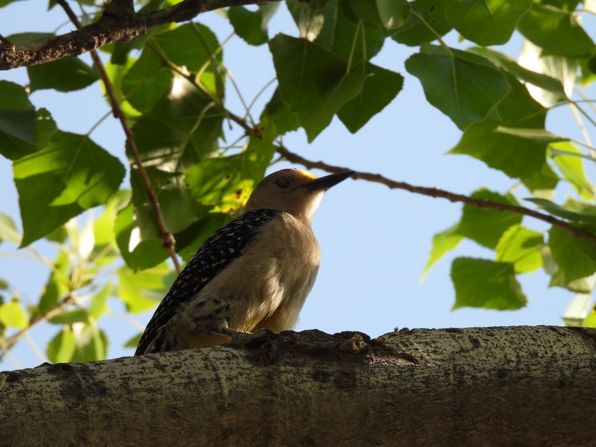 Golden-fronted Woodpecker - ML646827471