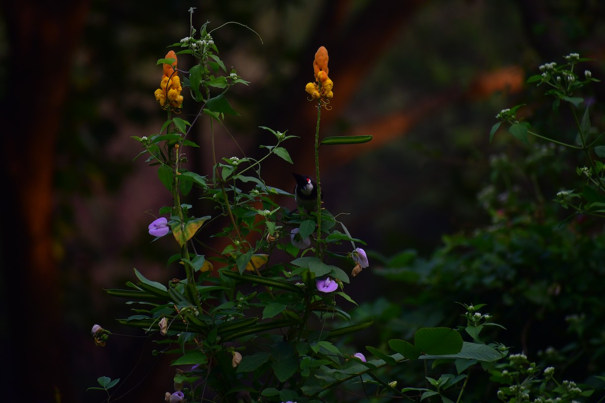 Red-whiskered Bulbul - ML646827472