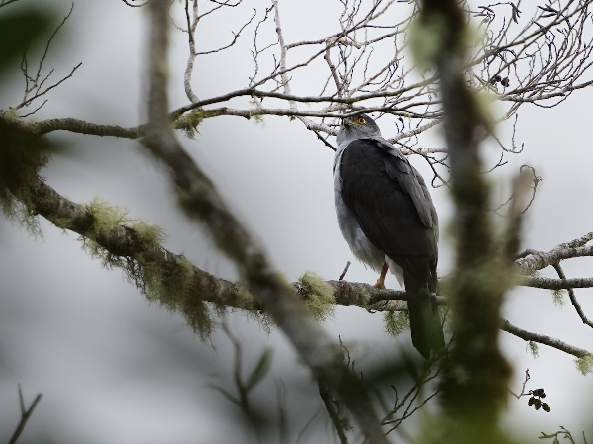 Яструб неотропічний - ML646827473