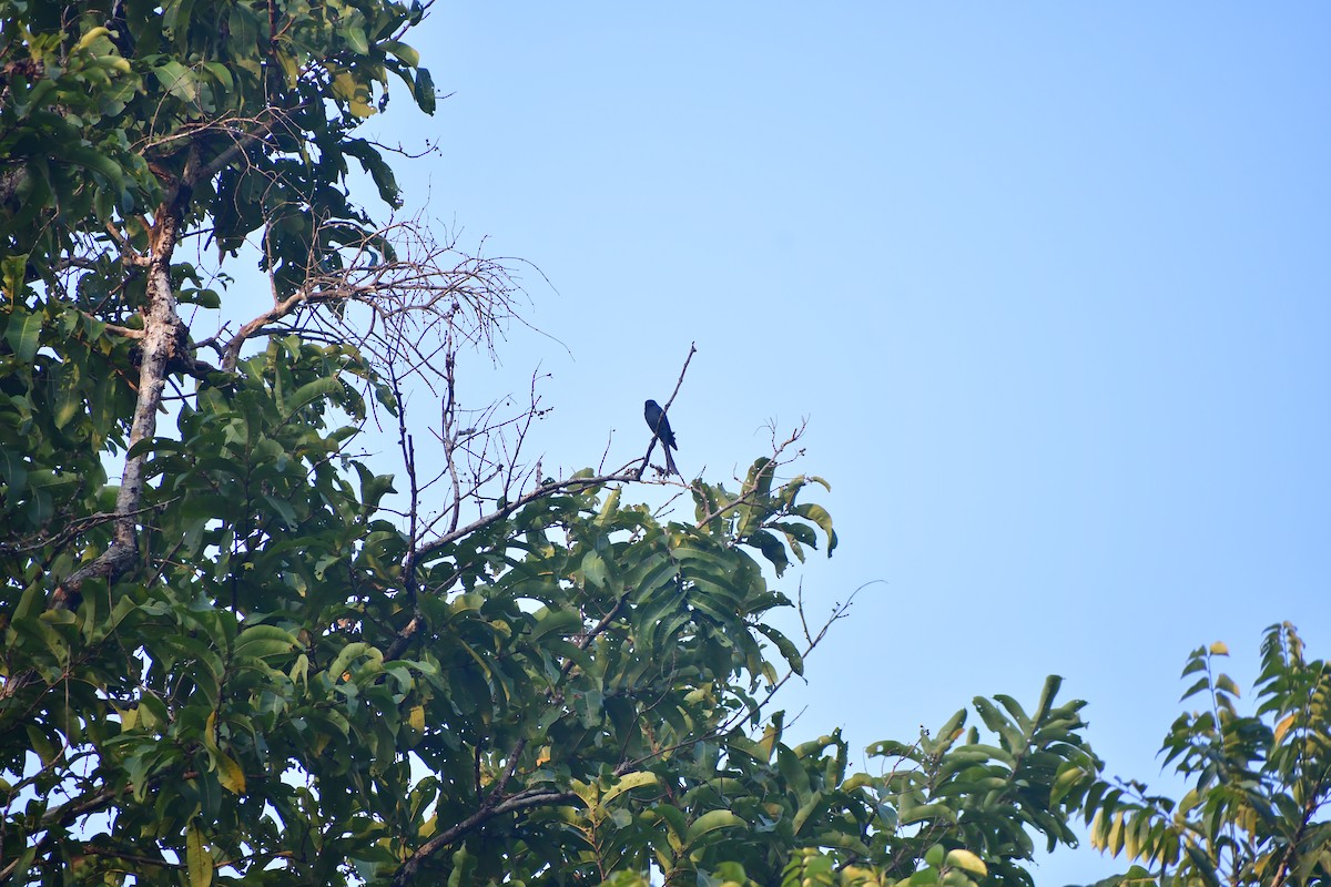 Ashy Drongo - ML646827474