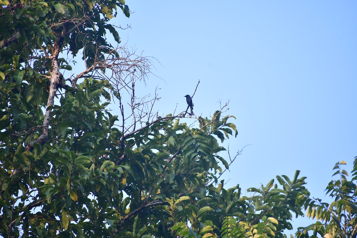 Ashy Drongo - ML646827475