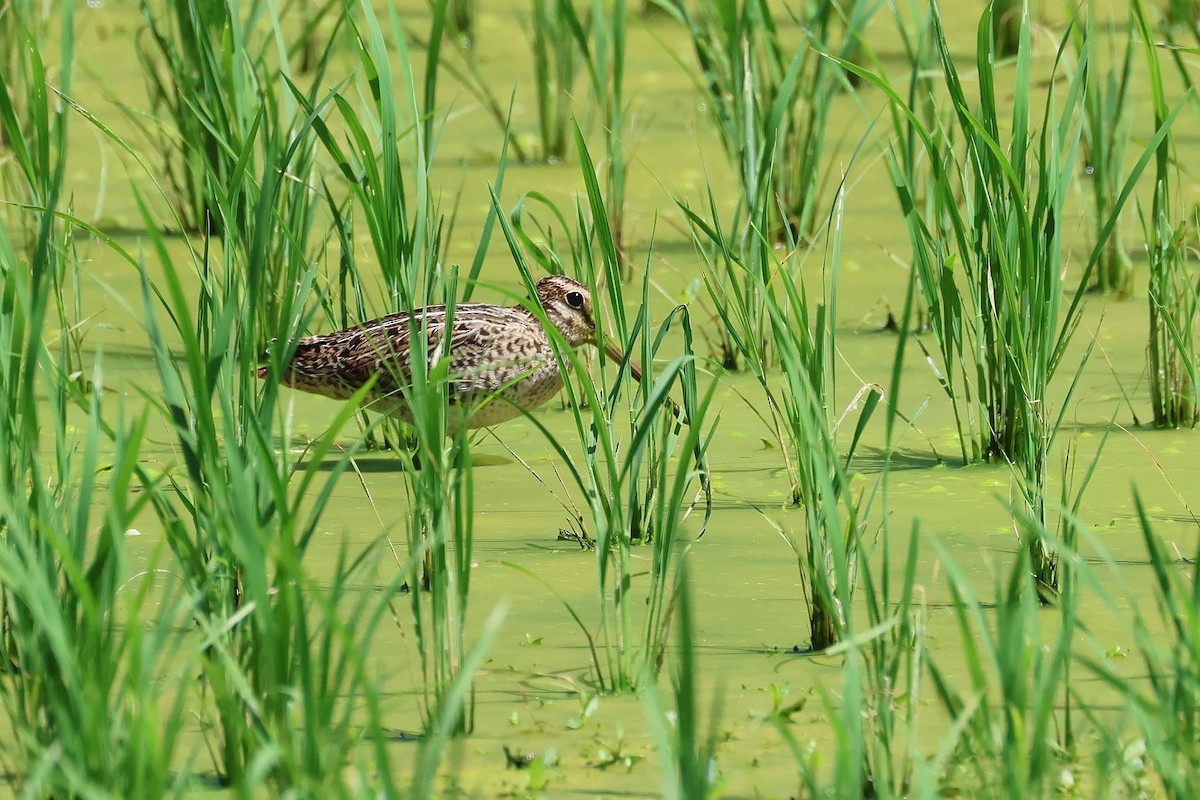 中地鷸/針尾鷸 - ML646827476