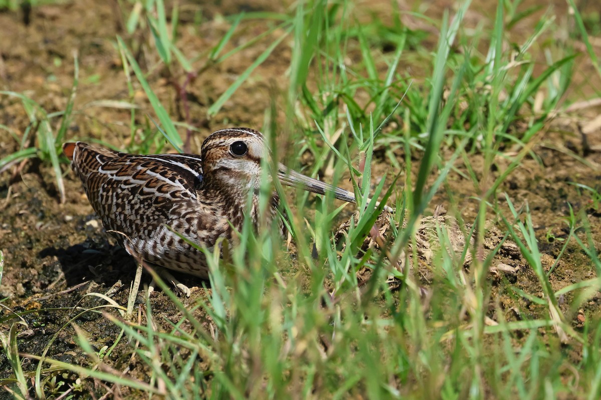 中地鷸/針尾鷸 - ML646827477