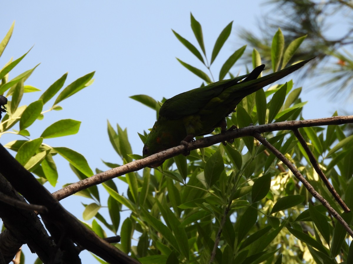 Conure verte - ML646827478