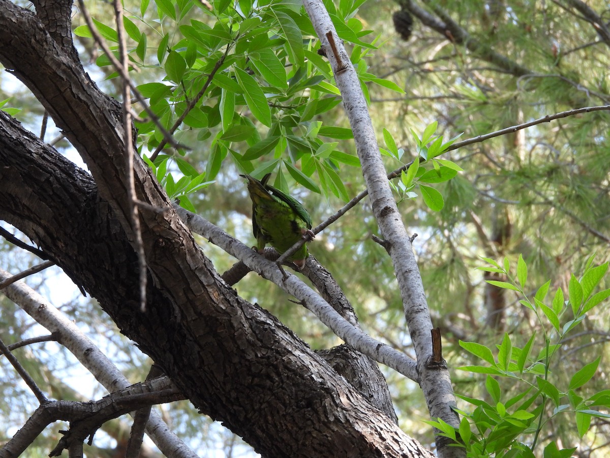 Conure verte - ML646827479