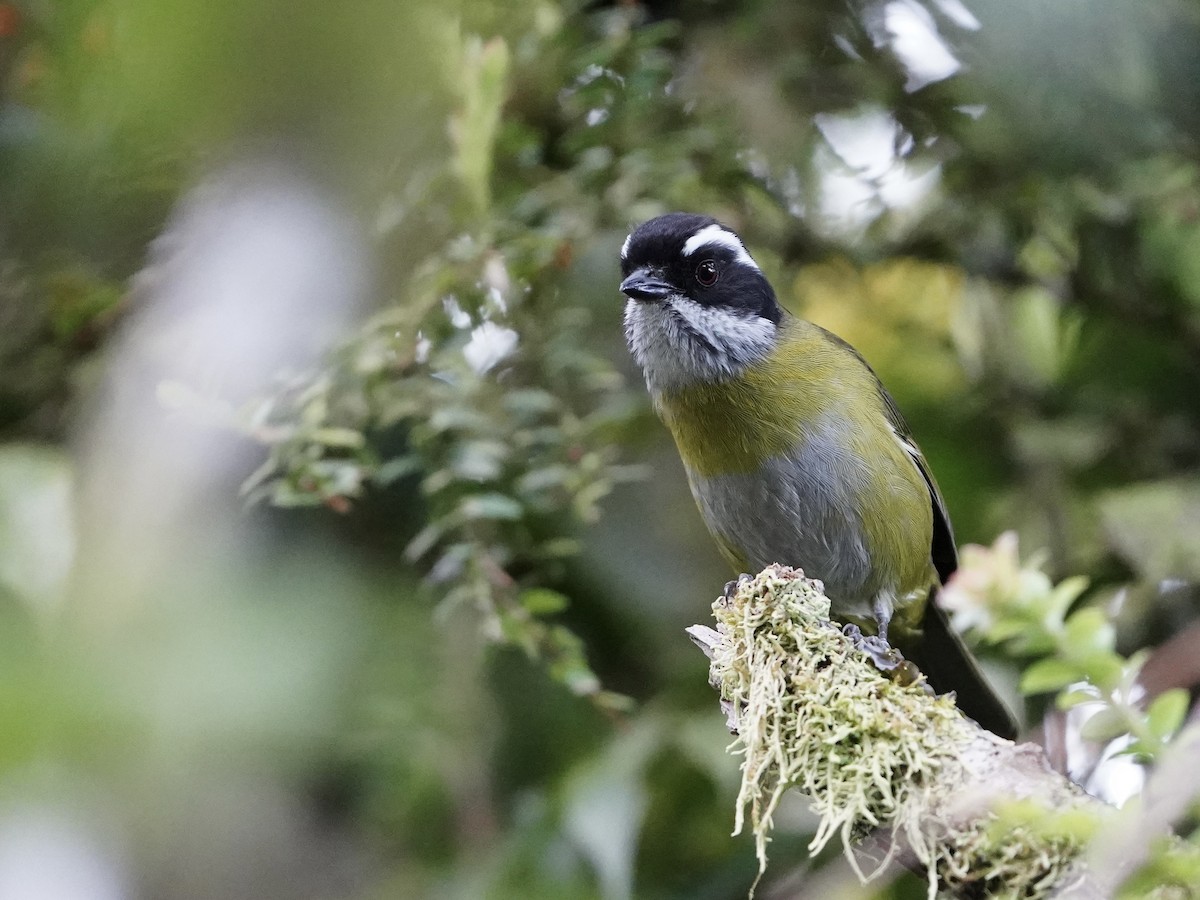 Sooty-capped Chlorospingus - ML646827481