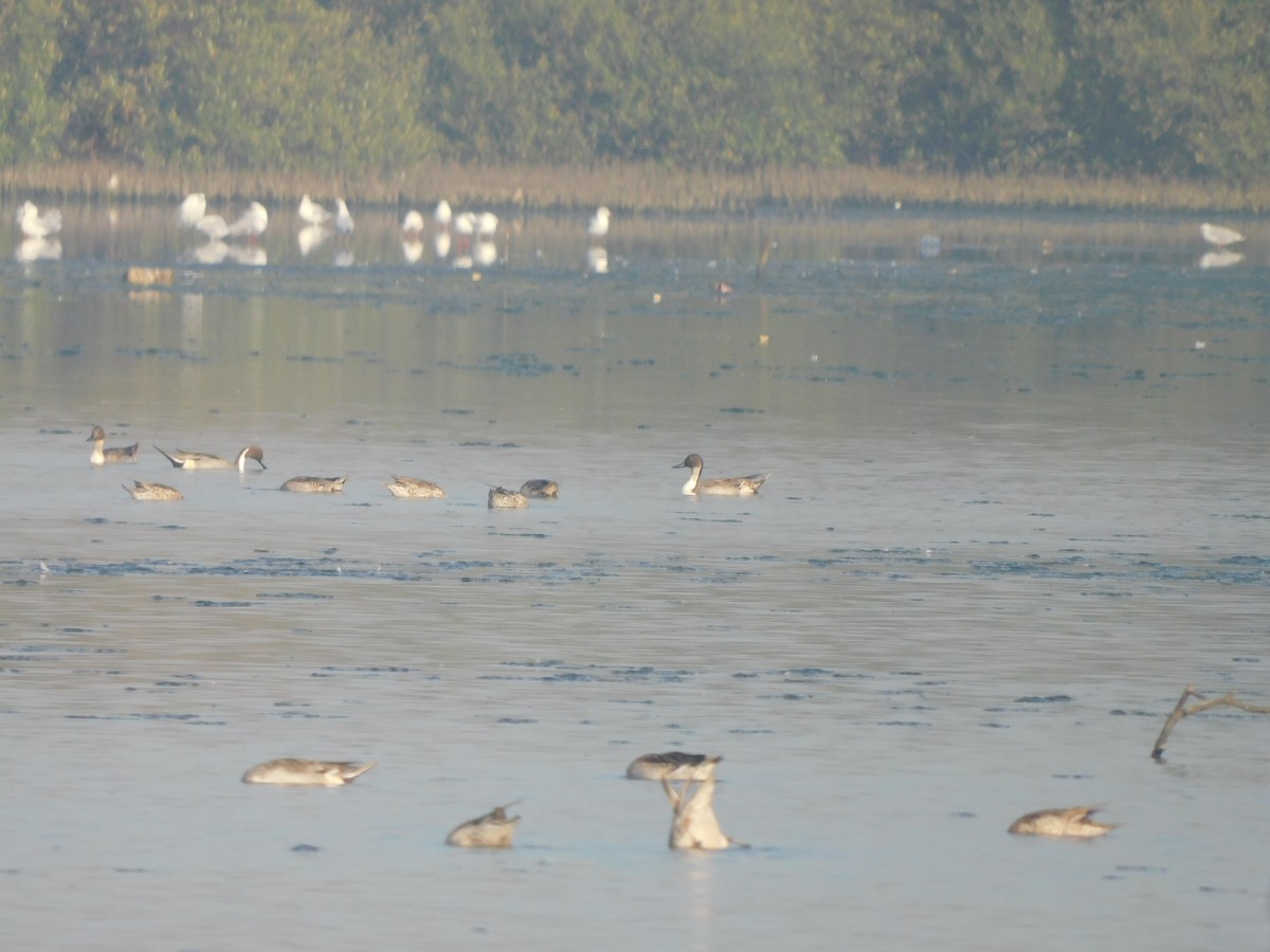 Northern Pintail - ML646827482
