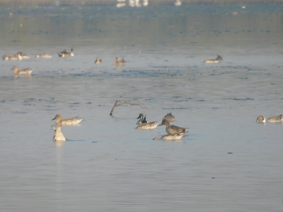 Northern Pintail - ML646827483
