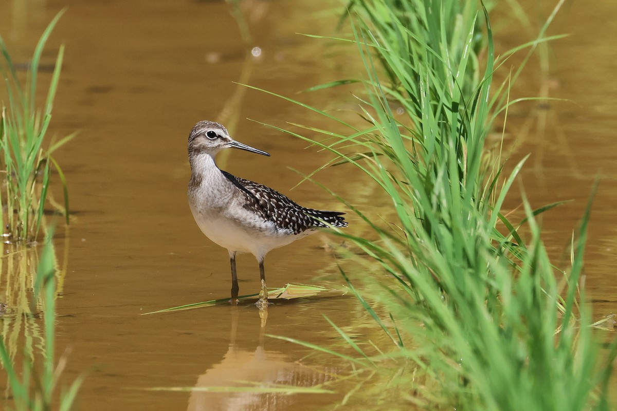 vodouš bahenní - ML646827484