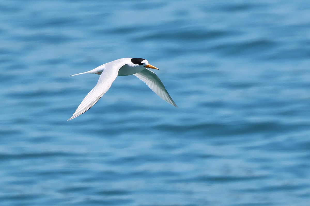 Australian Fairy Tern - ML646827485