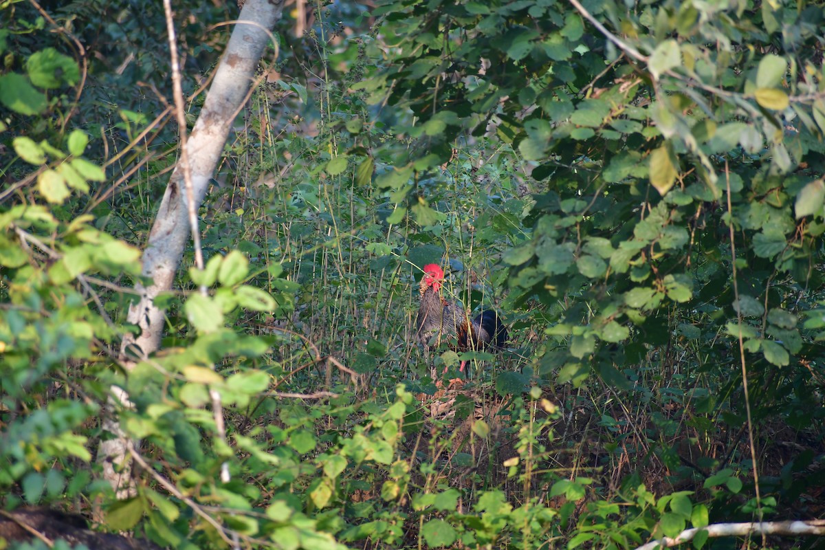 Gray Junglefowl - ML646827486