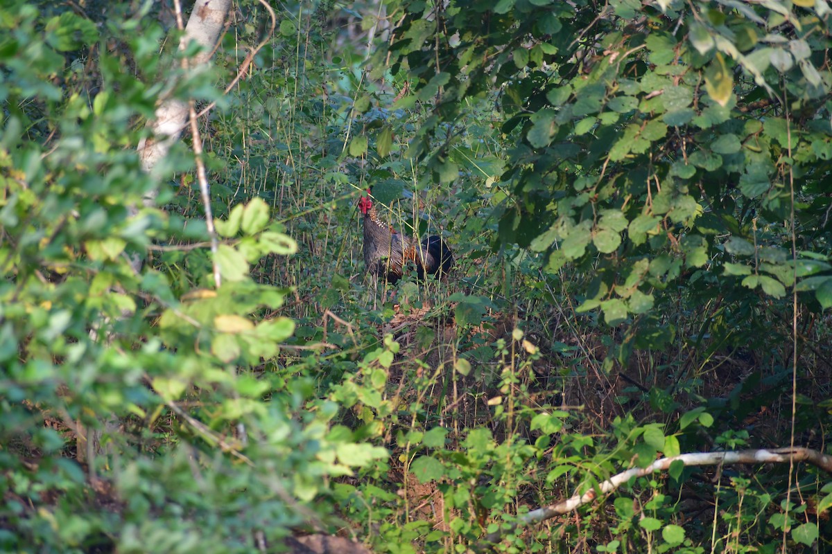 Gray Junglefowl - ML646827487