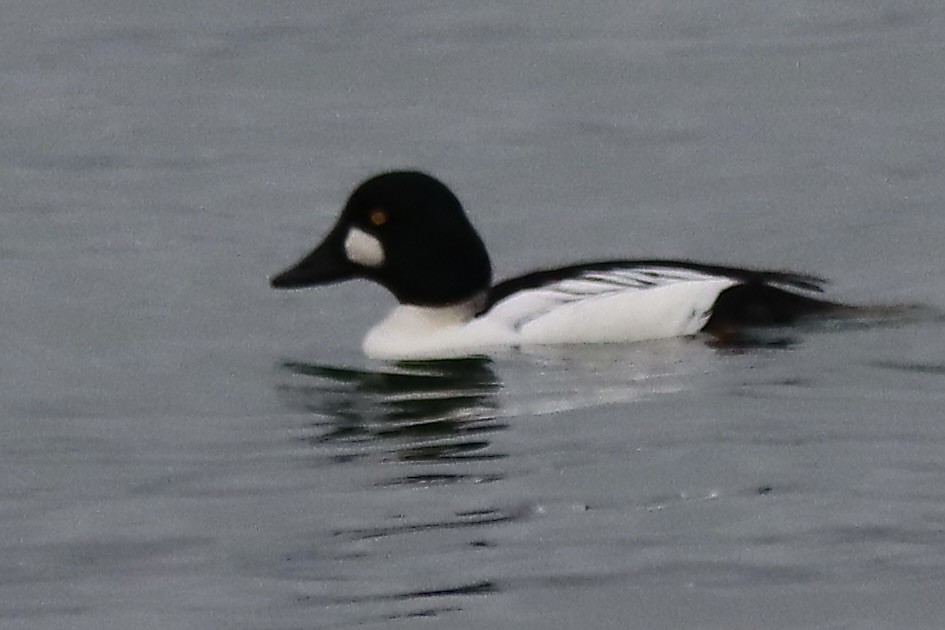 Common Goldeneye - ML646827488