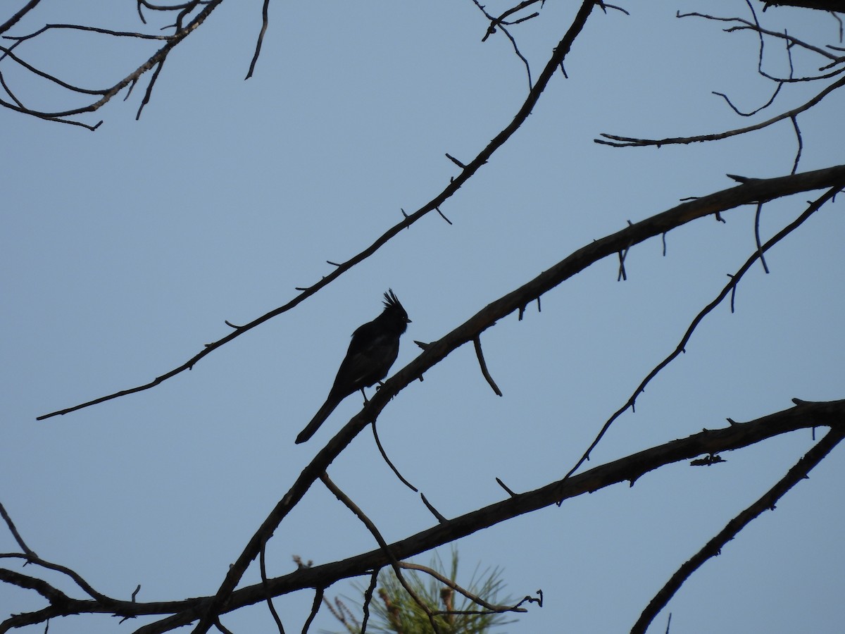 Phainopepla - ML646827489