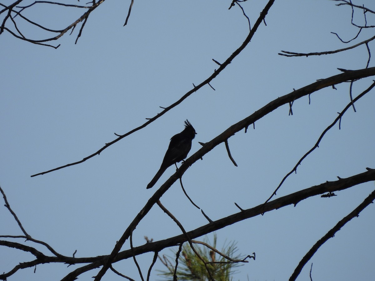 Phainopepla - ML646827490