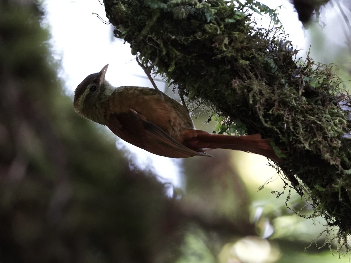 Ruddy Treerunner - ML646827491