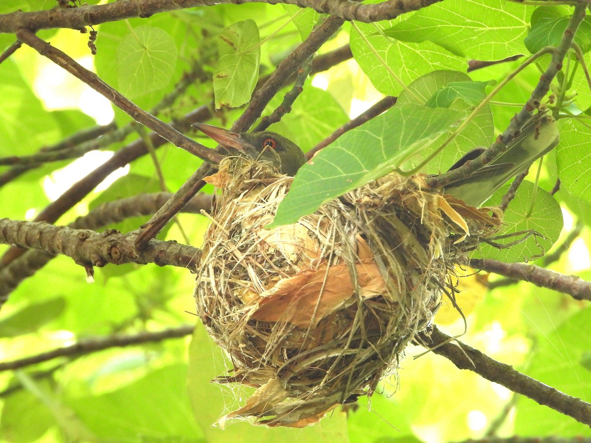 Olive-backed Oriole - ML646827492