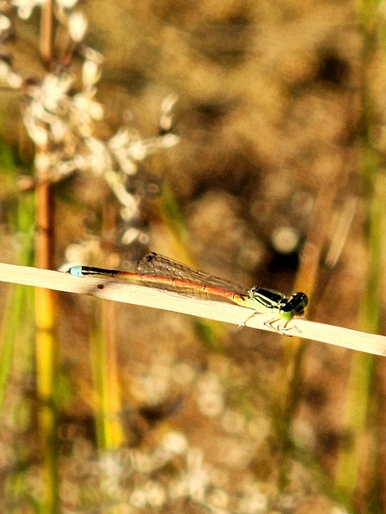 Aurora Bluetail - ML646827493