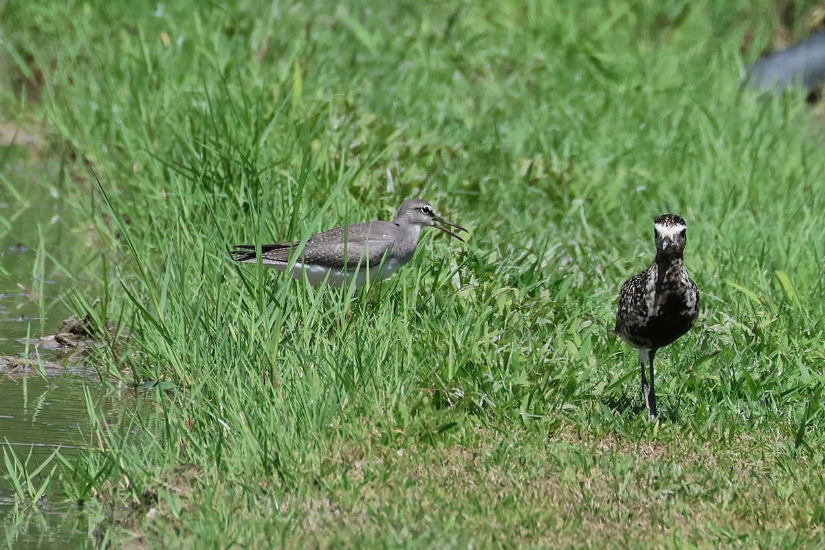 Gray-tailed Tattler - ML646827494