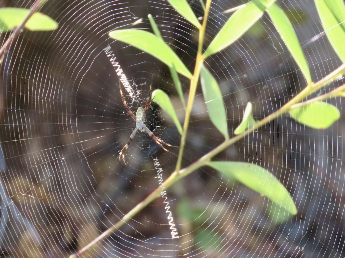 Garden Orbweavers - ML646827495